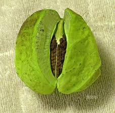 Soon the milkweed flowers drop off and become seed pods. Gomphocarpus Physocarpus Giant Swan Plant Milkweed
