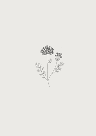Botanical Illustration Ryn Frank Botanical Illustration Minimalist Wallpaper