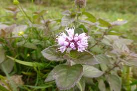 Image result for Mentha aquatica