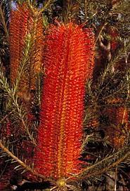 Banksia Ericifolia Australian Native Plants Plants Native Plants