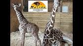 Check spelling or type a new query. Johari Oliver Giraffe Cam Animal Adventure Park Youtube