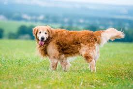 As a matter of fact, just the golden, light golden and dark golden. Long Hair Golden Retriever Petsidi
