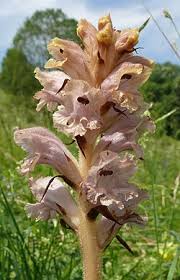 Image result for Micrargeriella aphylla