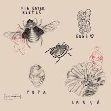 Arts N Crafts S Instagram Post Figeater Beetle Lifecycle Gonna Make These Stickers So Link In Bio Made A Little Heart On The Instagram Posts Instagram Art