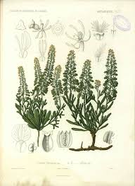 Image result for Camptorrhiza strumosa