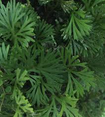 Image result for Elaphoglossum tanganjicense