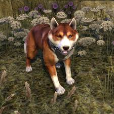 Maybe you would like to learn more about one of these? Uesp On Twitter I Adopt Meeko A Lot Too One Of My Main Motivators For Building Homes In Skyrim Is To Provide A Healthy Home For My Pets Children Https T Co 37qnblkjgl
