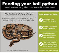 ball python feeding tips how to feed your pet snake