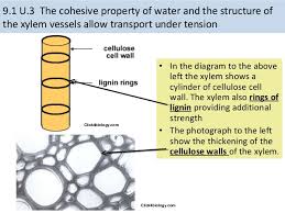 Xylem contains heterogeneous cells in structure and function like parenchyma cells, xylem fibers, vessels, and tracheids. 9 1 Transport In The Xylem Of Plants
