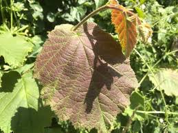 We did not find results for: Why Are Some Leaves Red The Natural Navigator