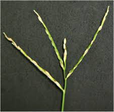 Image result for Digitaria compressa