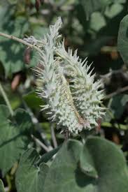 Image result for Pergularia daemia