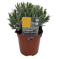 4 Assorted 1l Herbs Diy At B Q