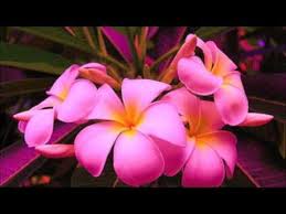 Top Fijian Songs 2021 Best Fiji Music Video 2021 Youtube Mp3 Song Download Music Songs Mp3 Song