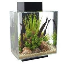 Has filter & led light. 60 Small Fish Tank Ideas Pet Fish Small Fish Tanks Fish Tank