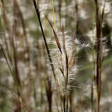 Image result for Andropogon