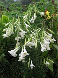 Image result for Lilium formosanum