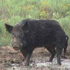 Wild Boar New Zealand Wild Pig Animals Wild Hunting Dogs