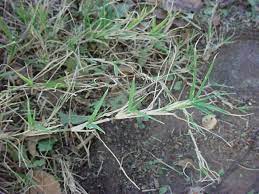 Rumput sarang buaya (ottochloa nodosa). Vascular Plants Of The Gila Wilderness Cynodon Dactylon