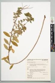 Image result for Euphorbia depauperata