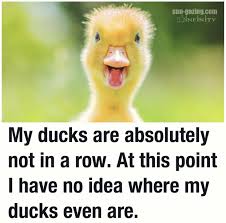 Pin By Hooks53x On Funny Animals Rowing Quotes Ducky Quotes Writer Humor