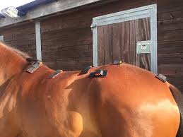Sensor Technology Helps Understand Relationship Between Lameness And Back Problems In Horses