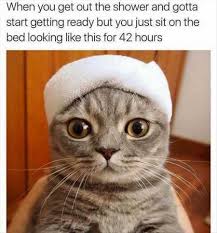 33 Most Adorable Animals Ever Funny Animal Memes Funny Pictures Funny Cat Memes