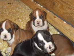 …here are some hyperlinks to internet sites that we link to since puppies near me. Adorabe Akc Registered Boxer Puppies For Sale In Colorado Springs Colorado Classified Americanlisted Com