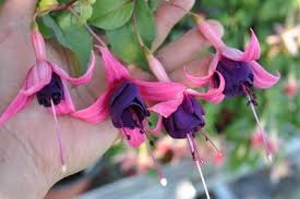 Hagelandse Parel My Flower Flowers Nature