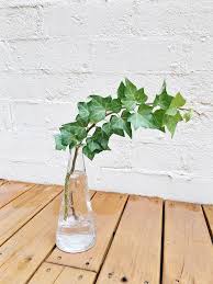 English Ivy Plant Care Tips Hedera Helix Pastel Dwelling Ivy Plant Indoor English Ivy Plant Ivy Plants