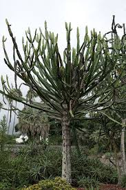 Image result for Euphorbia confinalis