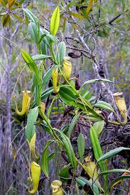Image result for Nesogenes madagascariensis
