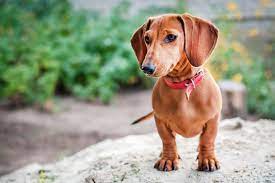 Is My Dachshund Miniature Or Standard I Love Dachshunds