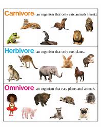 Carnivore Herbivore Omnivore Anchor Chart Jungle Academy Carnivores Activities Carnivorous Animals Herbivore And Carnivore