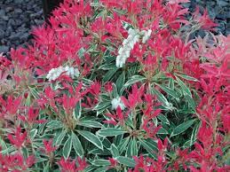 Pieris japonica common name (s): Pieris Japonica Flaming Silver Pieris Flaming Silver Flaming Silver Andromeda Flaming Silver Japanese Pieris Plant Lust