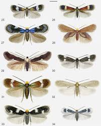 Image result for Stigmella freyella