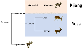Terjawab • terverifikasi oleh ahli. Perbedaan Rusa Dan Kijang Secara Ilmiah Generasi Biologi
