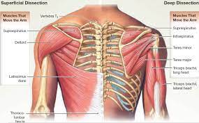 The muscular system consists of the skeletal muscles and their associated structures. Muscle Anatomy Skeletal Muscles Groin Muscles Calf Muscles