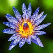 Image result for Nymphaea