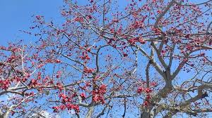 Image result for Bombax