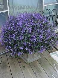 Today S Bloom Is Plectranthus Mona Lavender Plectranthus Lavender Plant Types Of Lavender Plants Cottage Garden Plants