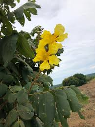 Image result for Markhamia obtusifolia