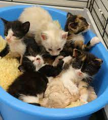 Partizip) in der bedeutung „geschenkt. Das Katzenheim Tierschutzbund