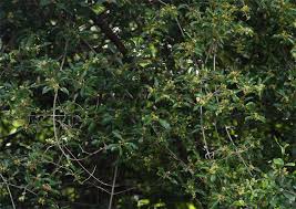 Image result for Hippocratea crenata