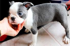 Such boston terriers normally cost from $1700 to $4500/puppy. Blue Boston Terrier Puppies For Sale Petswall
