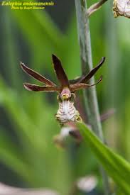 Image result for Eulophia tuberculata