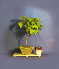 With shoji screens surrounding the restaurant, our cozy and comfortable space creates the perfect tea house feel. Annatto Bonsai Tree Rare Only Good News Collection From Livebonsaitree