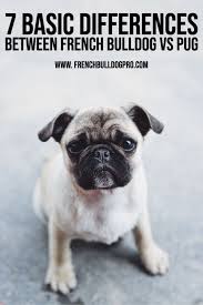 Discover all the amazing traits of these short nose breeds. 7 Basic Differences Between French Bulldog Vs Pug Frenchbulldogpro
