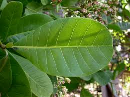 Image result for Anacardium occidentale