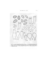 Image result for Porodisculus pendulus